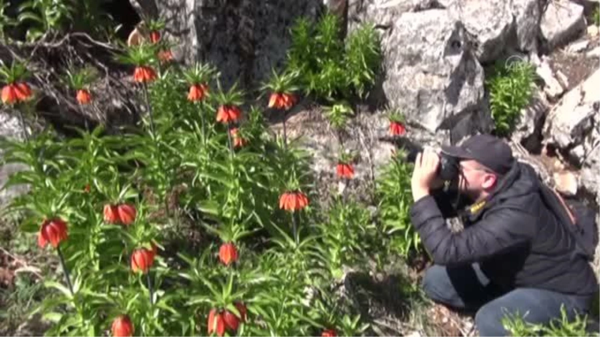 KAHRAMANMARAŞ - Ters laleler fotoğrafçıların rotası oldu