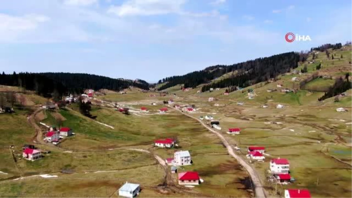 Karlar eridi, \'Mor Yayla\'nın mavi yıldız çiçekleri kendini gösterdi