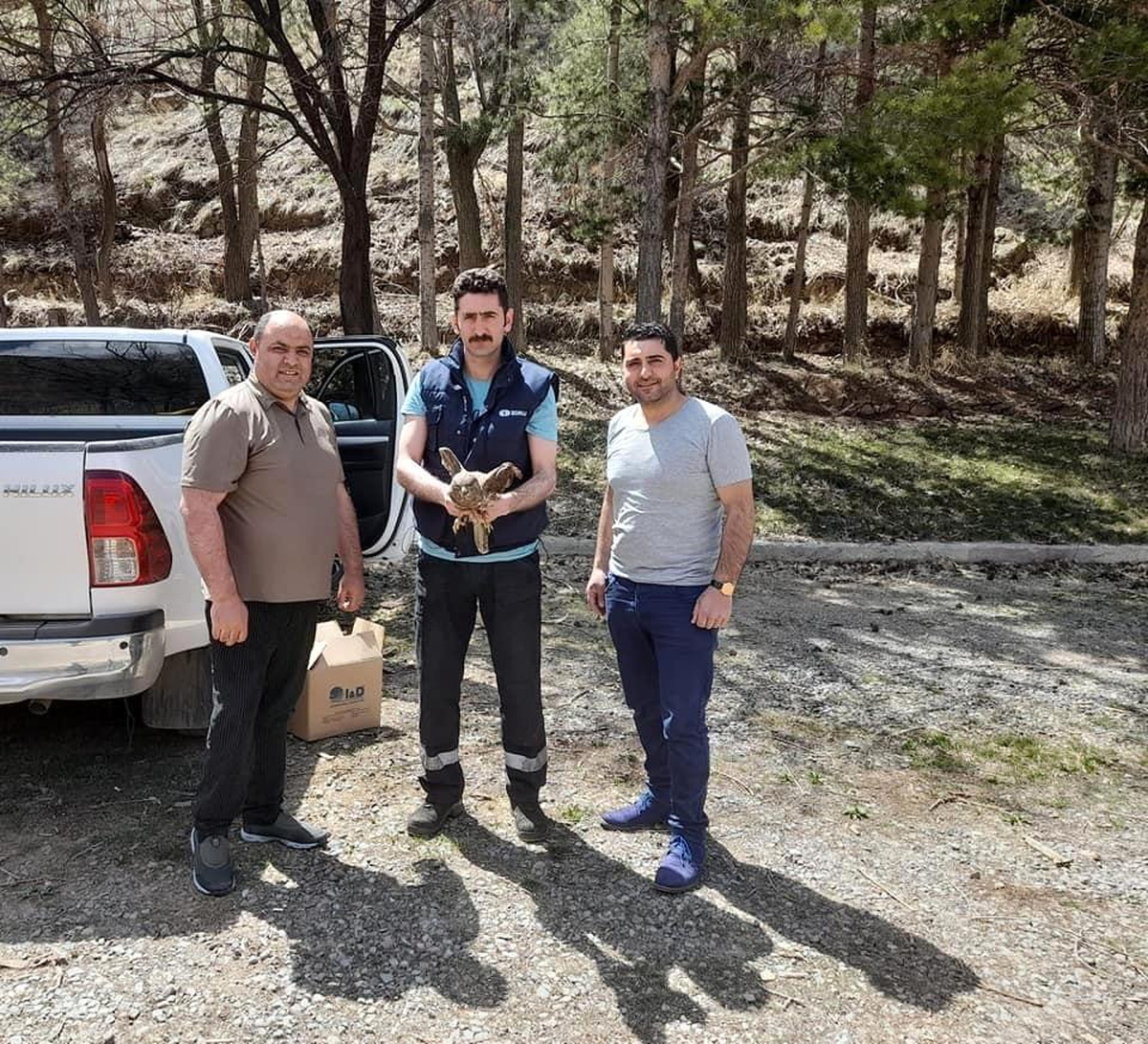 Kars\'ta yaralı şahin tedavi altına alındı