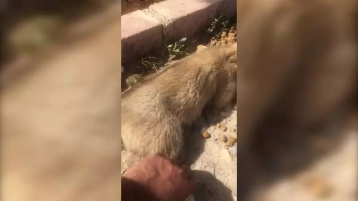 Siirtil Hayvansever, Yaralı Köpeği Uçakla Hastaneye Taşıdı