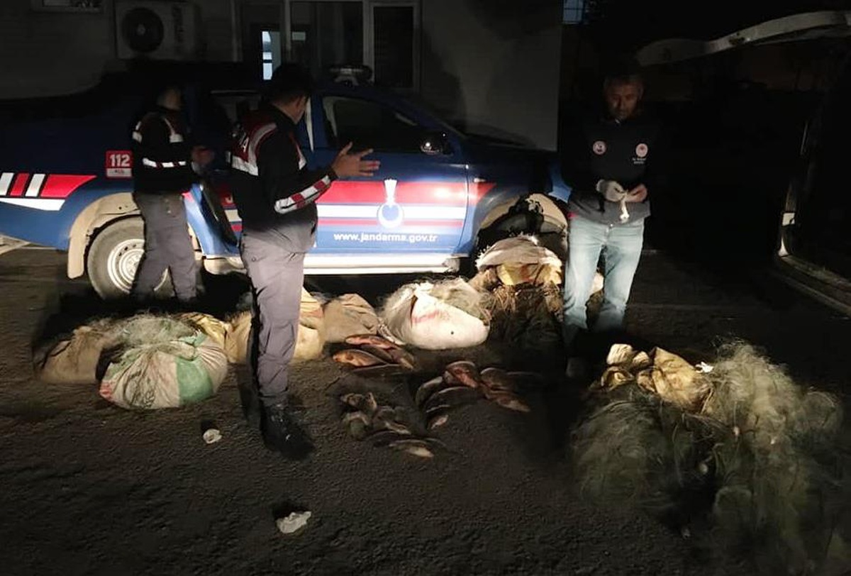 Sinop\'ta kaçak avlanan 40 kilogram sazana el konuldu