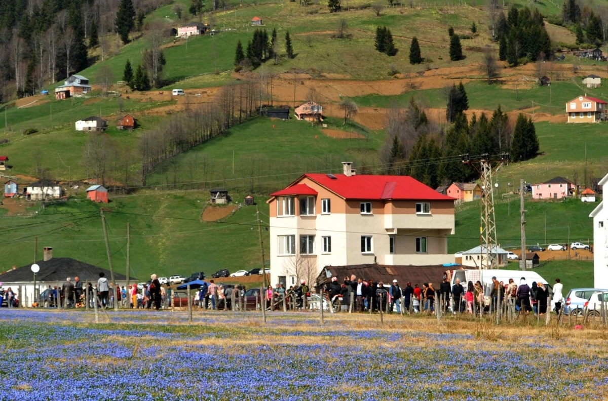 Trabzon\'da, Kadıralak Yaylasının Doğal Güzelliği Korunmazsa Yok Olacak