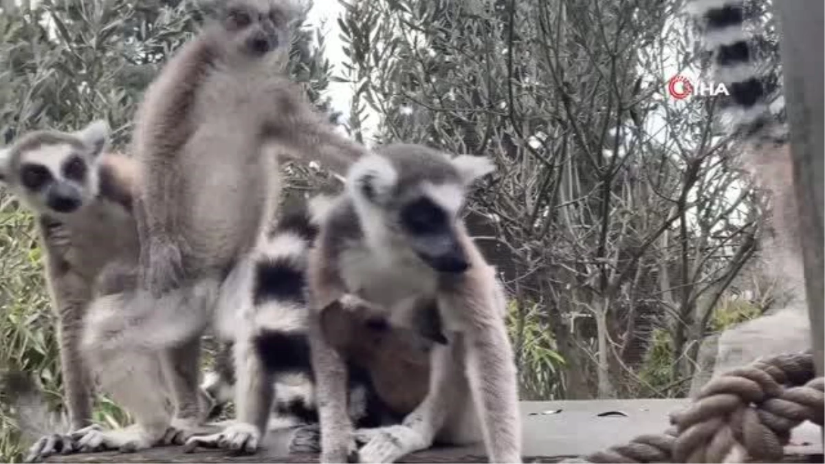 Hayvanat bahçesinin yeni üyeleri annelerinin göğsünden inmiyor