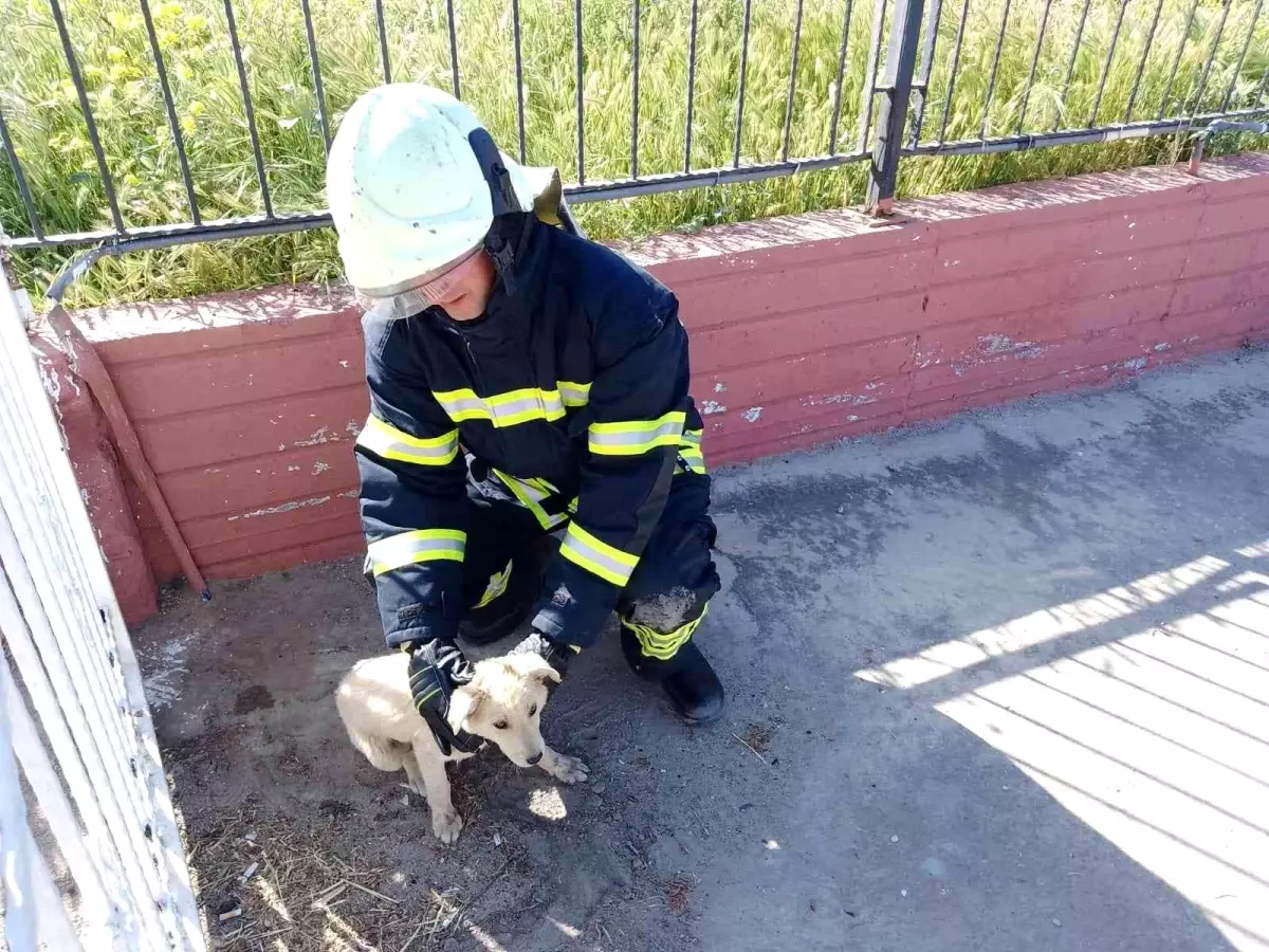 Manisa İtfaiyesi sevimli dostların yardımına koştu