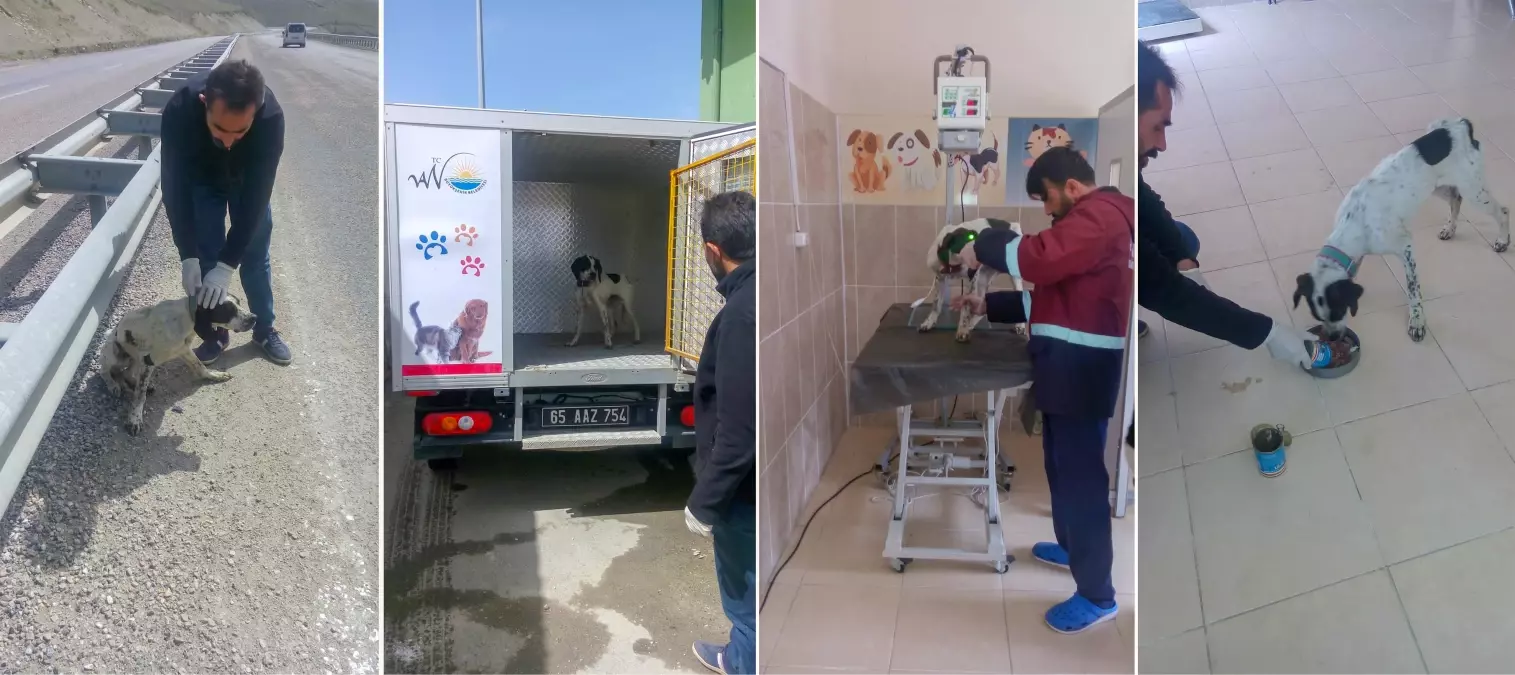 Ölmek üzere olan köpek belediye ekiplerince kurtarıldı