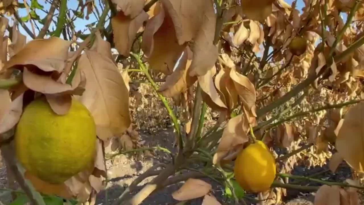 Adana\'da Narenciye Bahçelerini ve Buğday Tarlalarını Don Vurdu. Yüreğir Ziraat Odası Başkanı Doğan: "Tarsim Zararı Karşılamak İstemiyor"