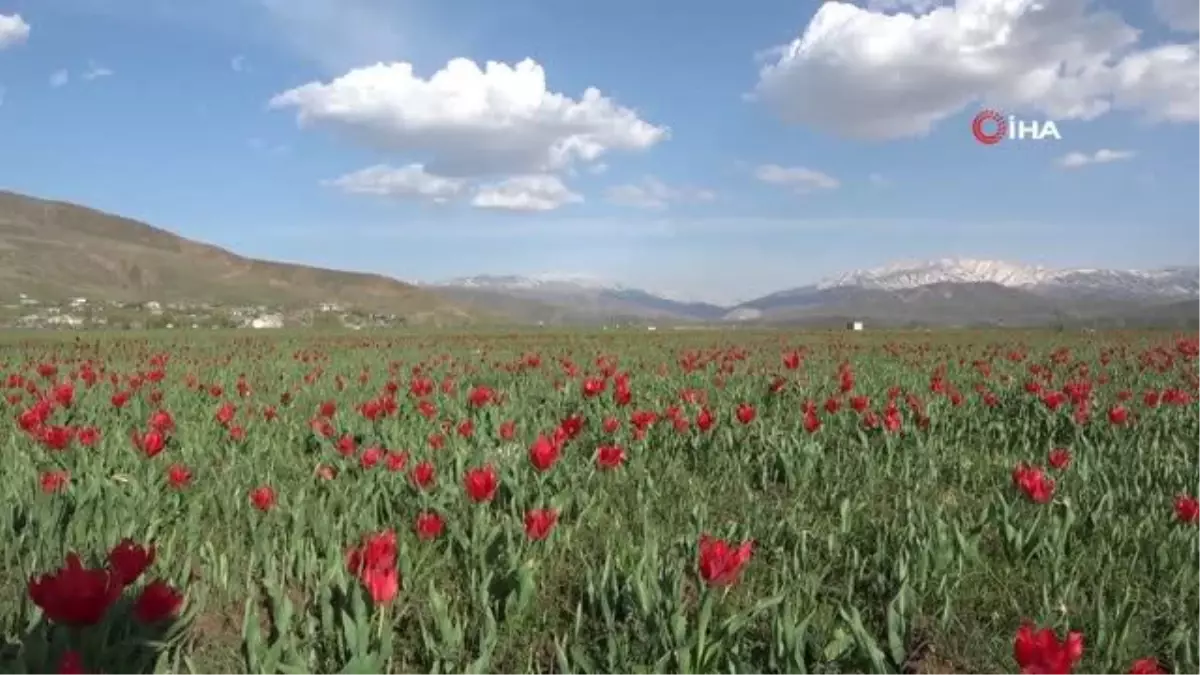 Bingöl ovasını kırmızıya boyayan laleler fotoğrafçıların ilgi odağı oldu