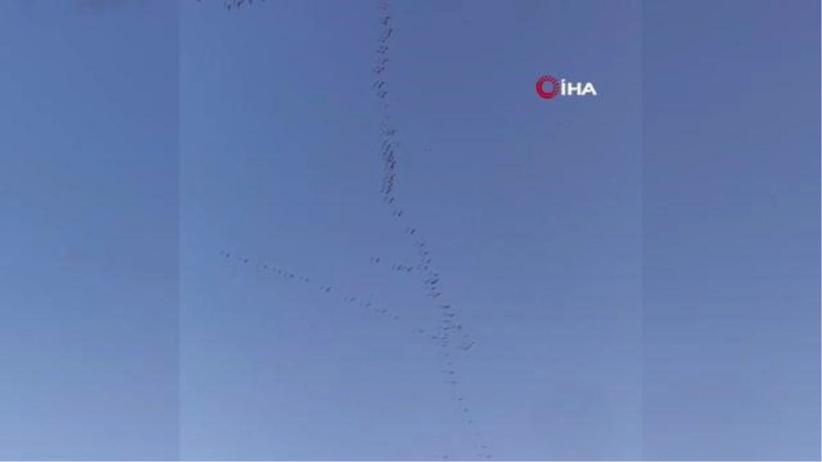 Bursa semalarında binlerce pelikanın göç yolculuğu