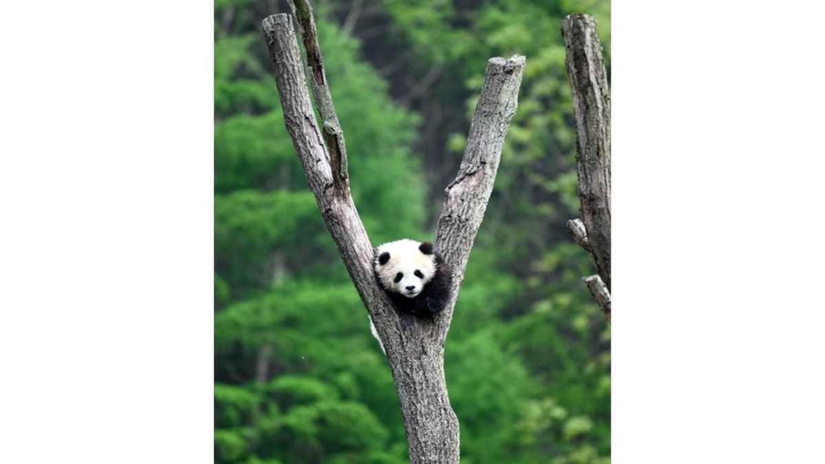 Çin\'de Ağaca Tırmanan Dev Panda