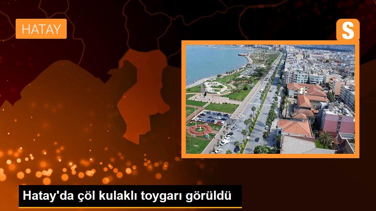 Hatay\'da çöl kulaklı toygarı görüldü