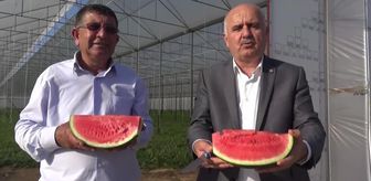 Manavgatlı Karpuz Üreticisi: Maliyetler Canımızı Yakarsa Bırakmak Zorunda Kalırız