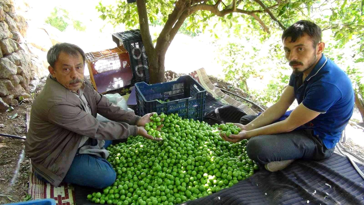 Mersin\'de açıkta erik hasadı başladı