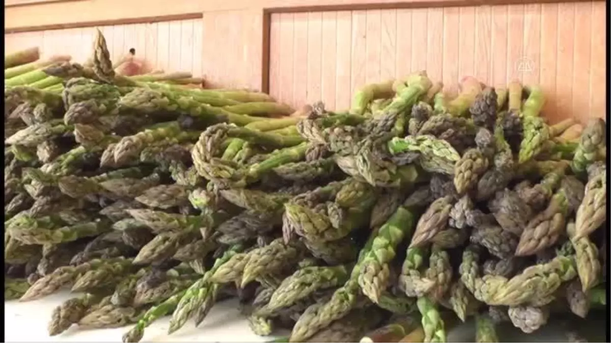 Ödemiş'te kuşkonmaz hasadı