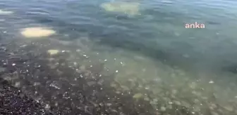 Tekirdağ Sahillerinde Müsilaj Yeniden Görülmeye Başladı