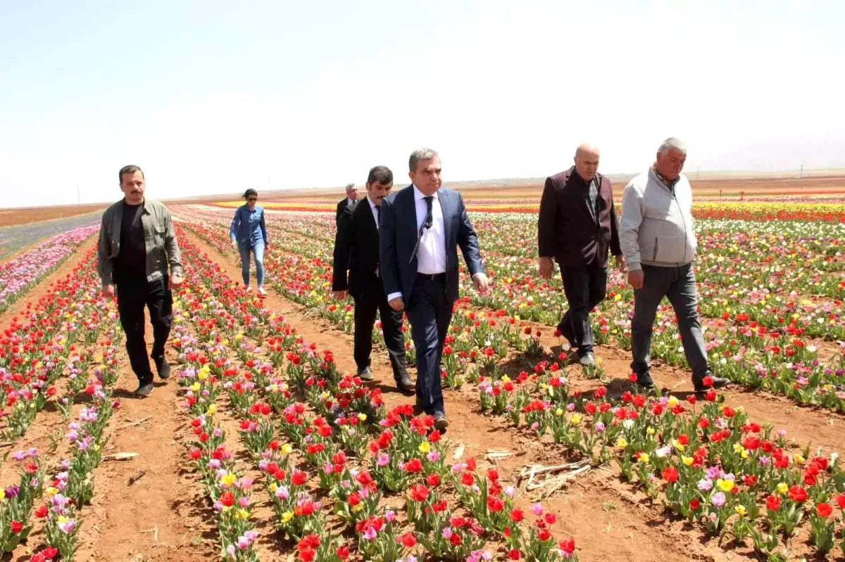 Laleler tarlayı renk cümbüşüne çevirdi