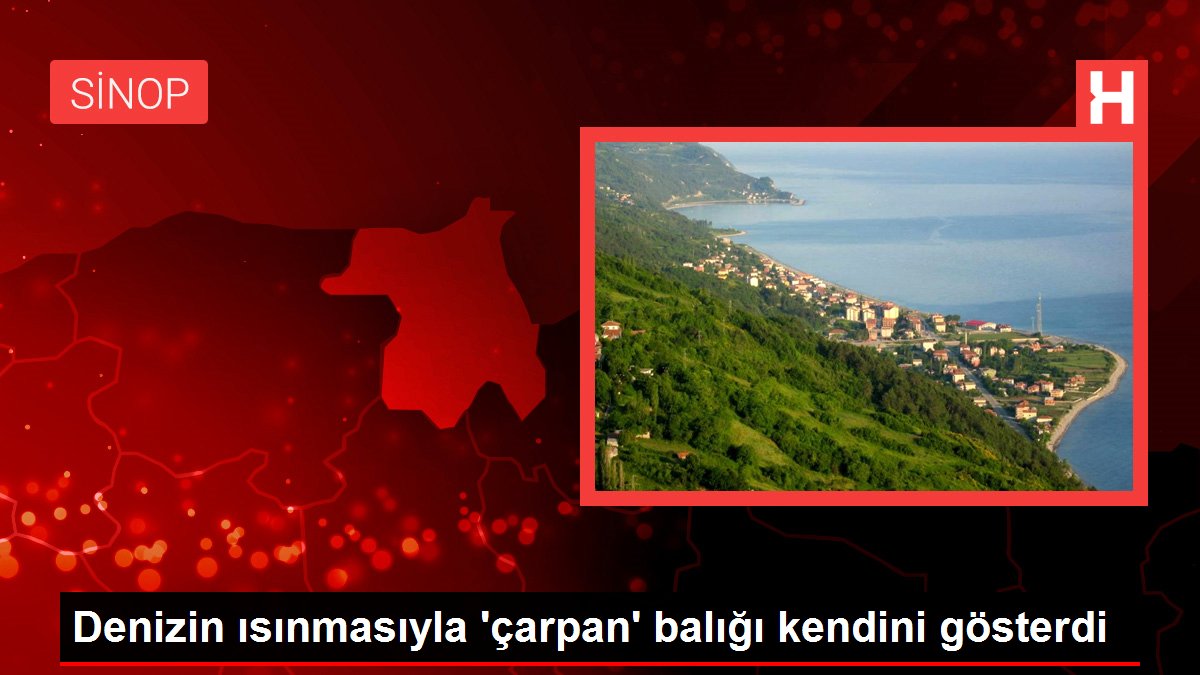 Denizin ısınmasıyla 'çarpan' balığı kendini gösterdi