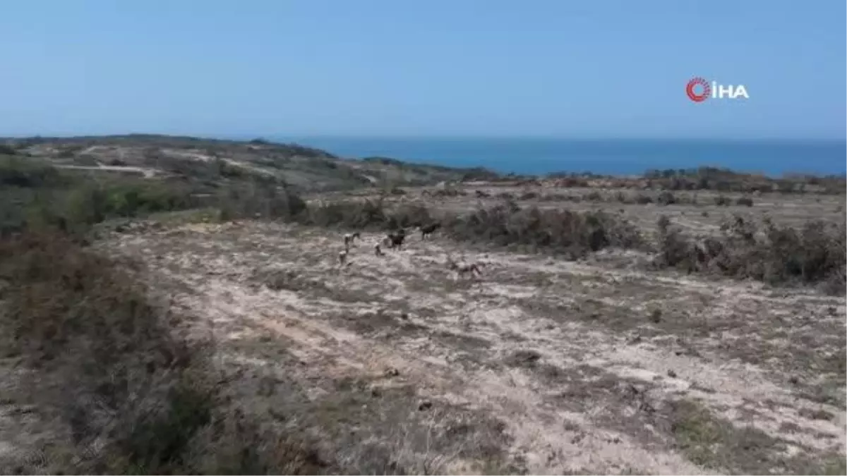 Dron gören yılkı atların şaşkınlığı böyle görüntülendi