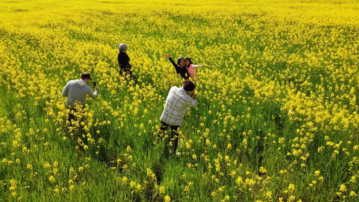 Kanola tarlaları, fotoğraf tutkunlarının doğal stüdyosu oldu