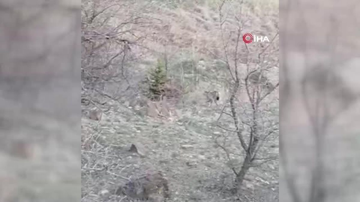 Kırmızı listedeki vaşak Erzincan'da görüntülendi