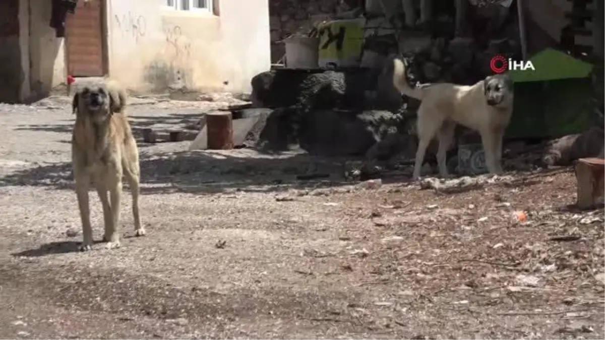 Sokak köpekleri mahallelinin kabusu oldu... Köpek saldırısında elinden ısırılan Vedat Durnan: "Bu köpeklerin toplanmasını istiyoruz"