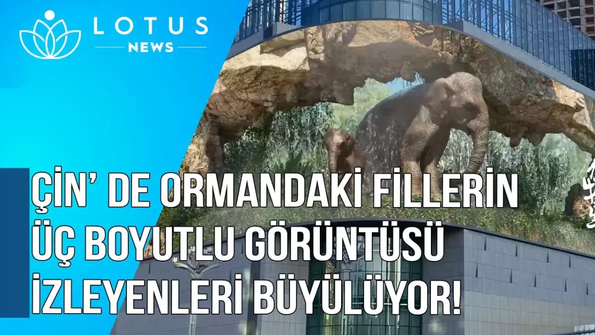 Video: Çin\'de Ormandaki Fillerin Üç Boyutlu Görüntüsü İzleyenleri Büyülüyor