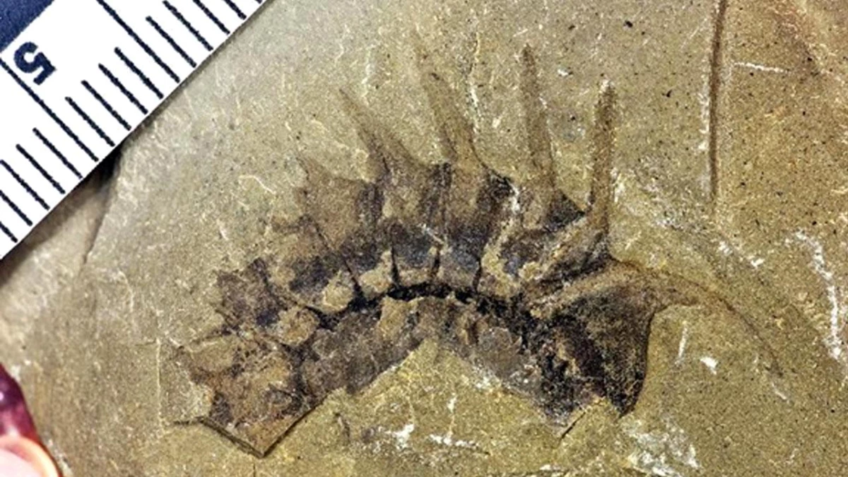 Çin\'in Doğusunda 500 Milyon Yıllık Bir Fosil Grubu Keşfedildi