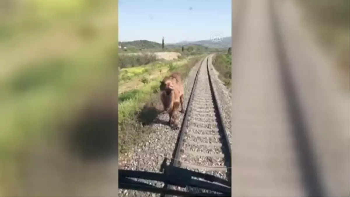 Demiryoluna giren deve, makinistlerin dikkati sayesinde kurtuldu