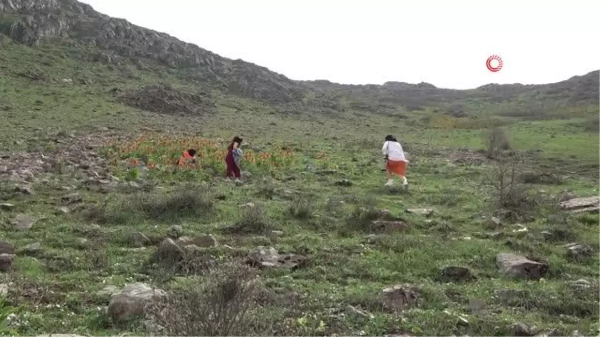 Doğa tutkunları ters laleleri fotoğraflamak için bin 800 rakımlı dağa tırmandı