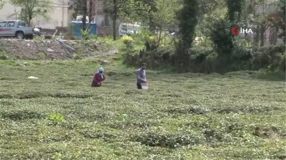 Doğu Karadeniz\'i çay telaşı sardı... Üreticiler son hazırlıklarını yapıyor