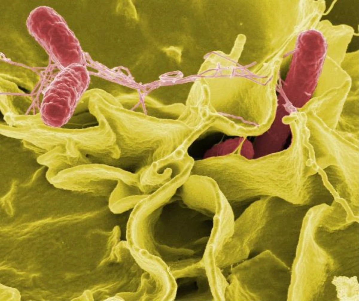 DSÖ: 11 ülkeden 151 Salmonella vakası bildirildi