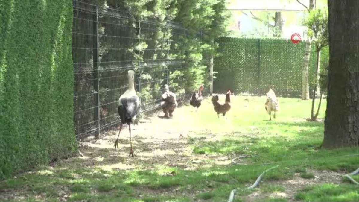 Kanadı kırılan leylek tedavi altına alındı