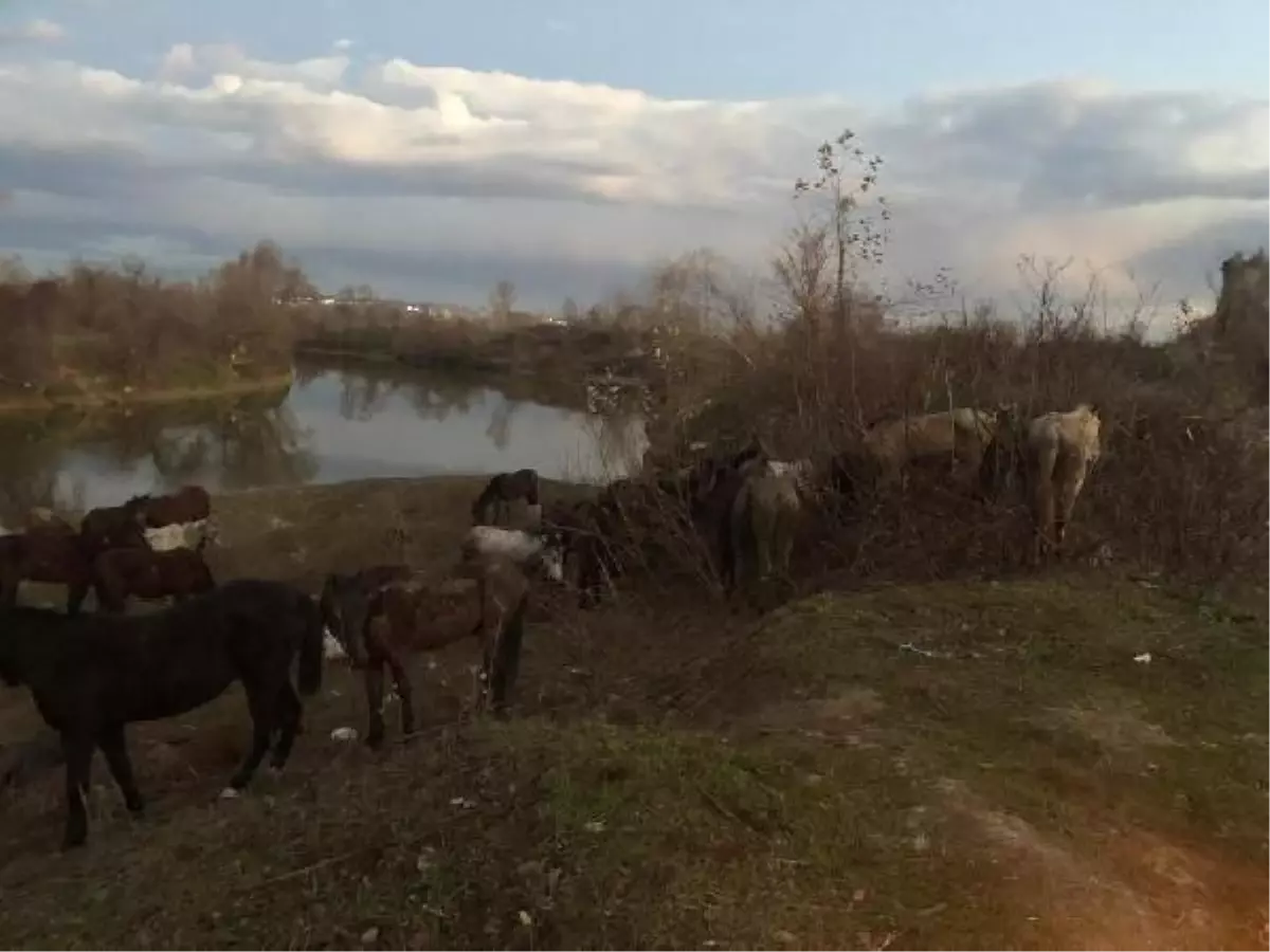 Kesilmekten kurtarılan at ve eşekler sahiplendirildi