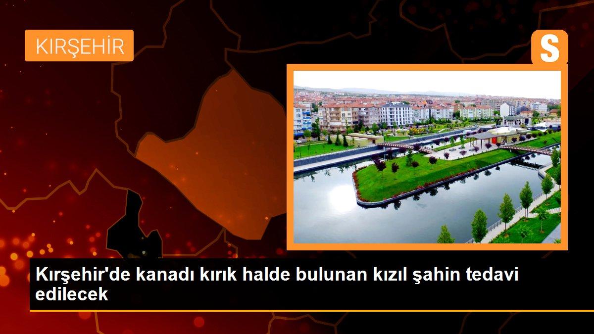 Kırşehir\'de kanadı kırık halde bulunan kızıl şahin tedavi edilecek