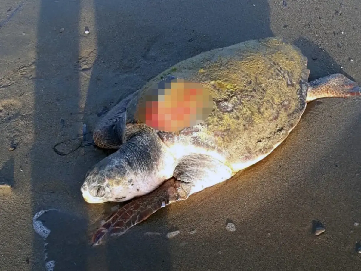 Tedavi edilip denize salınan caretta caretta 7 ay sonra ölü bulundu
