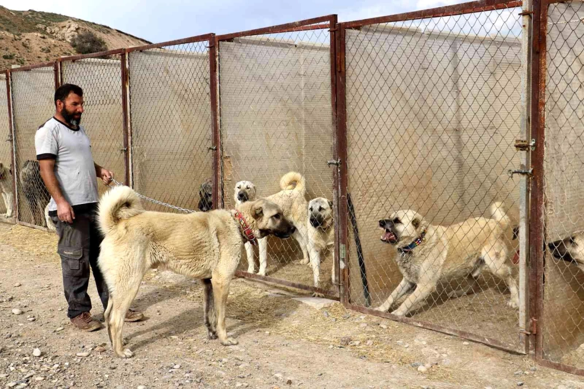 Uzman köpek yetiştiricisi uyardı, sokak köpekleri hayati risk oluşturuyor