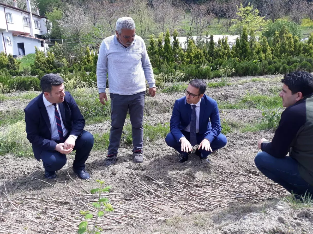 Zonguldak\'ta karaçatlak üzümü üretimi yaygınlaştırılacak