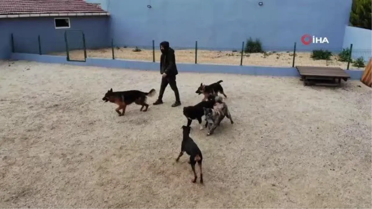 Bayram öncesi köpek otellerinde yer kalmadı