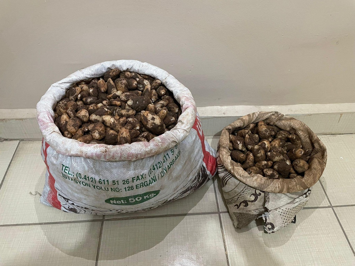 Elazığ\'da kaçak salep soğanı toplayan 4 kişiye 436 bin lira ceza