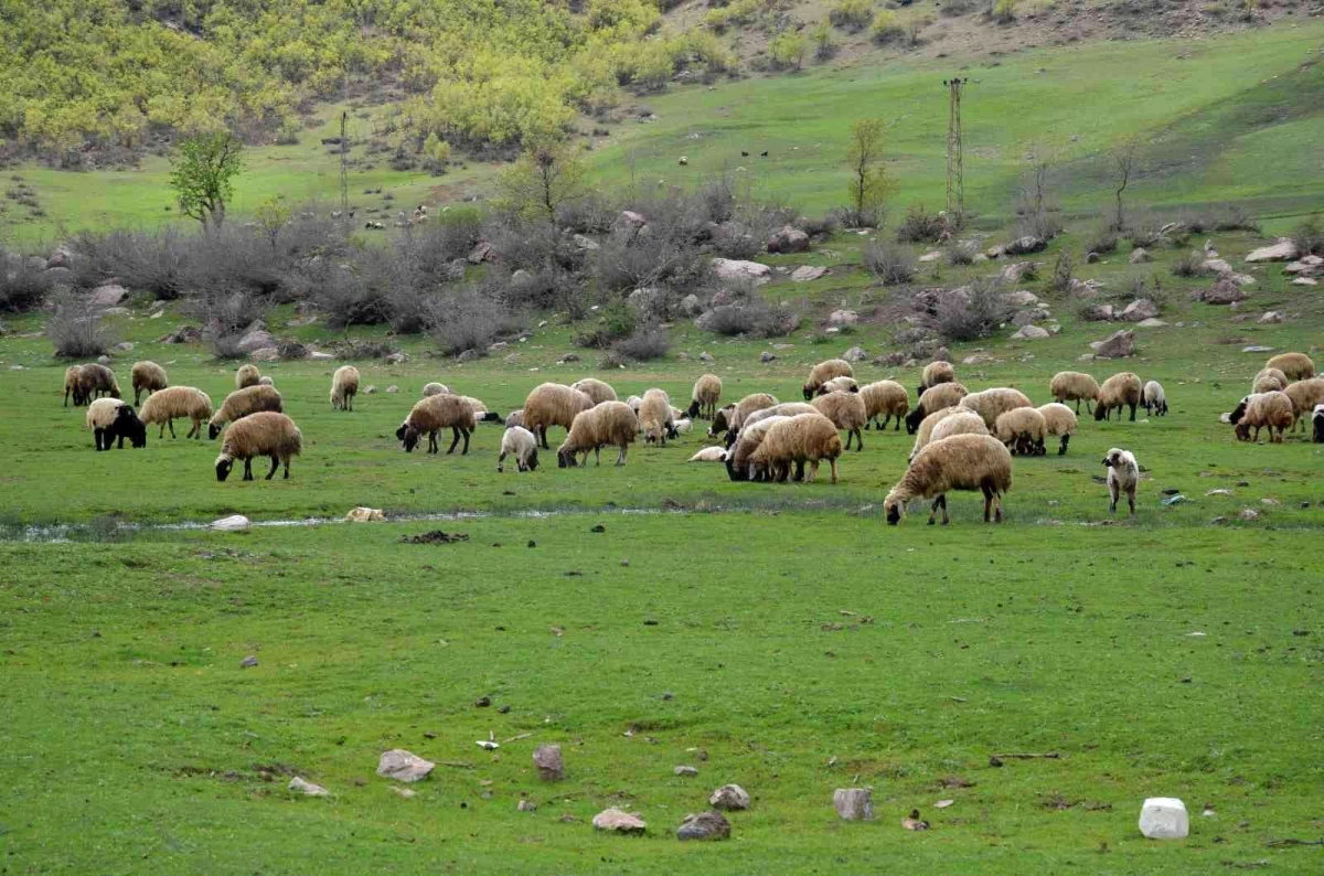 Göçerler kar erimeden Şırnak yaylalarına çıktı