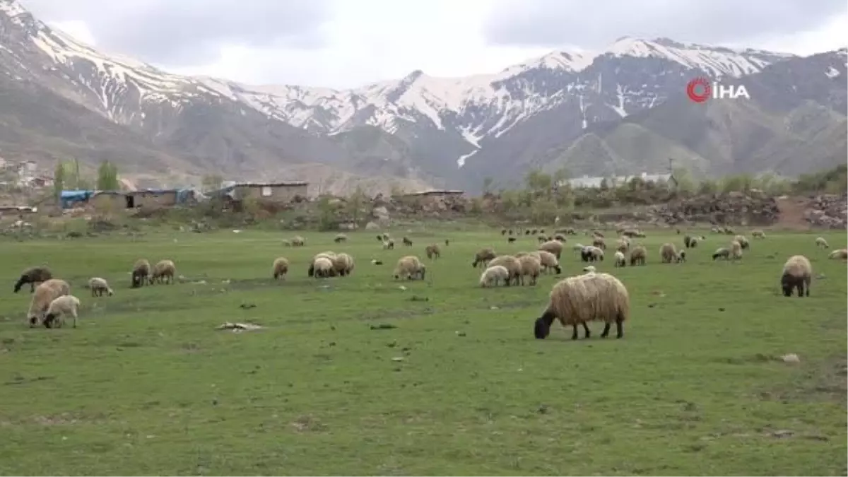 Göçerler kar erimeden Şırnak yaylalarına çıktı