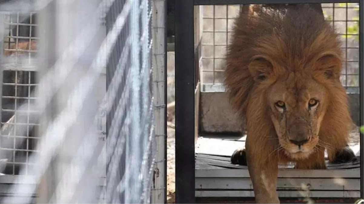 Aylarca aç bırakılan aslanların son görüntüsü görenleri korkuttu