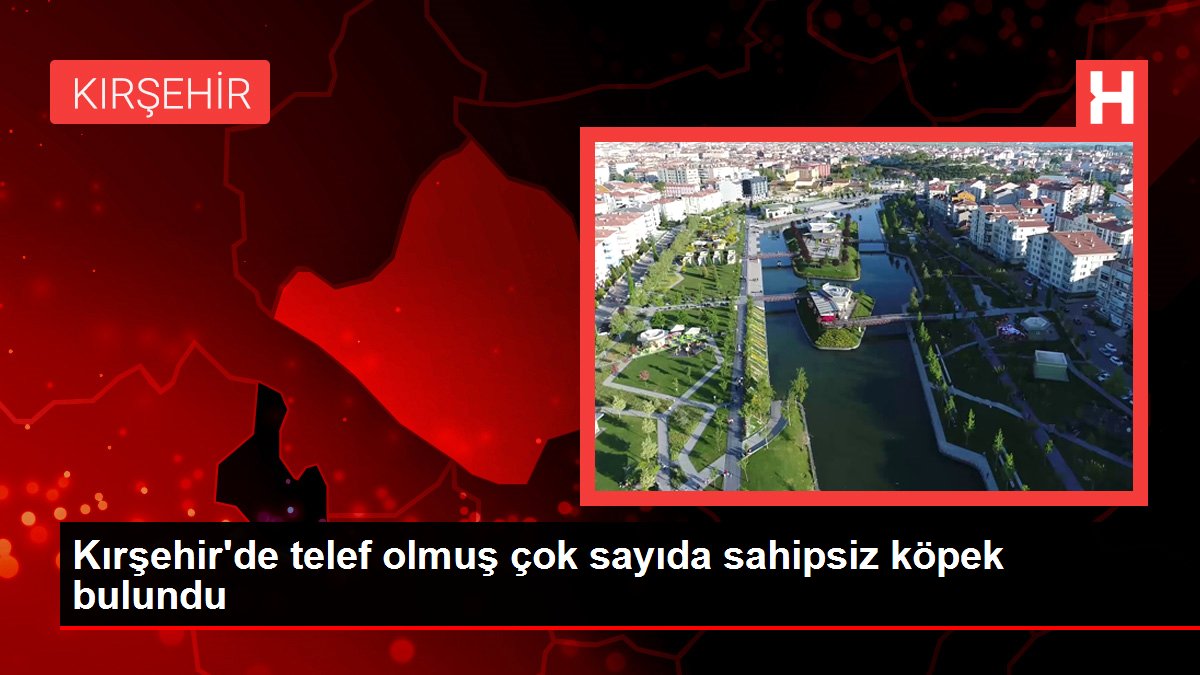 Kırşehir'de telef olmuş çok sayıda sahipsiz köpek bulundu