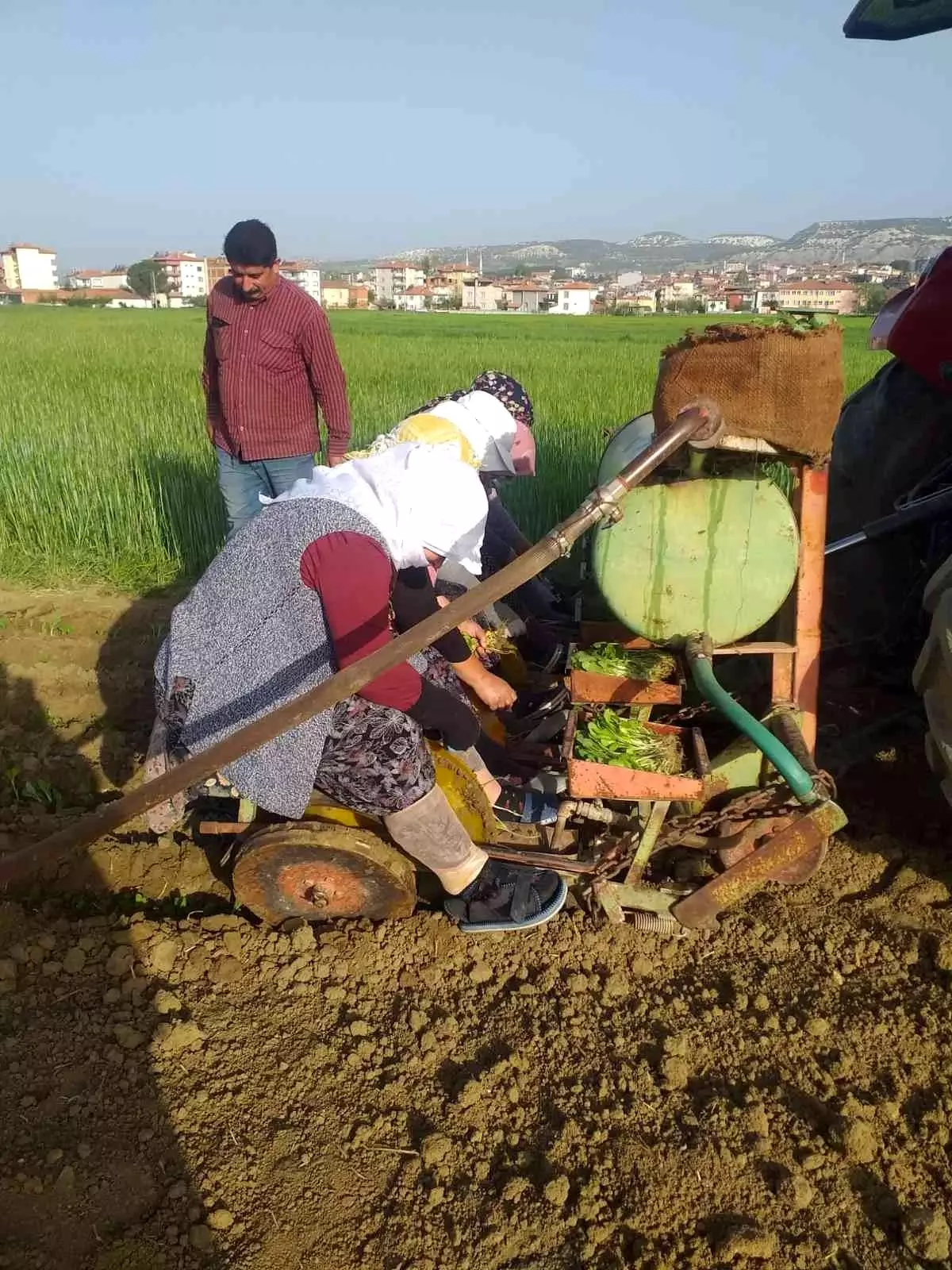 Selendi\'de tütün üreticisinin tatlı telaşı başladı