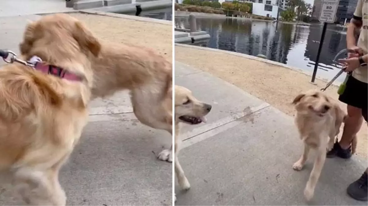 Sokakta karşılaşan iki köpeğin garip hareketleri dikkat çekti! Kardeş olduklarının ortaya çıkmasıyla duygu dolu anlar yaşandı