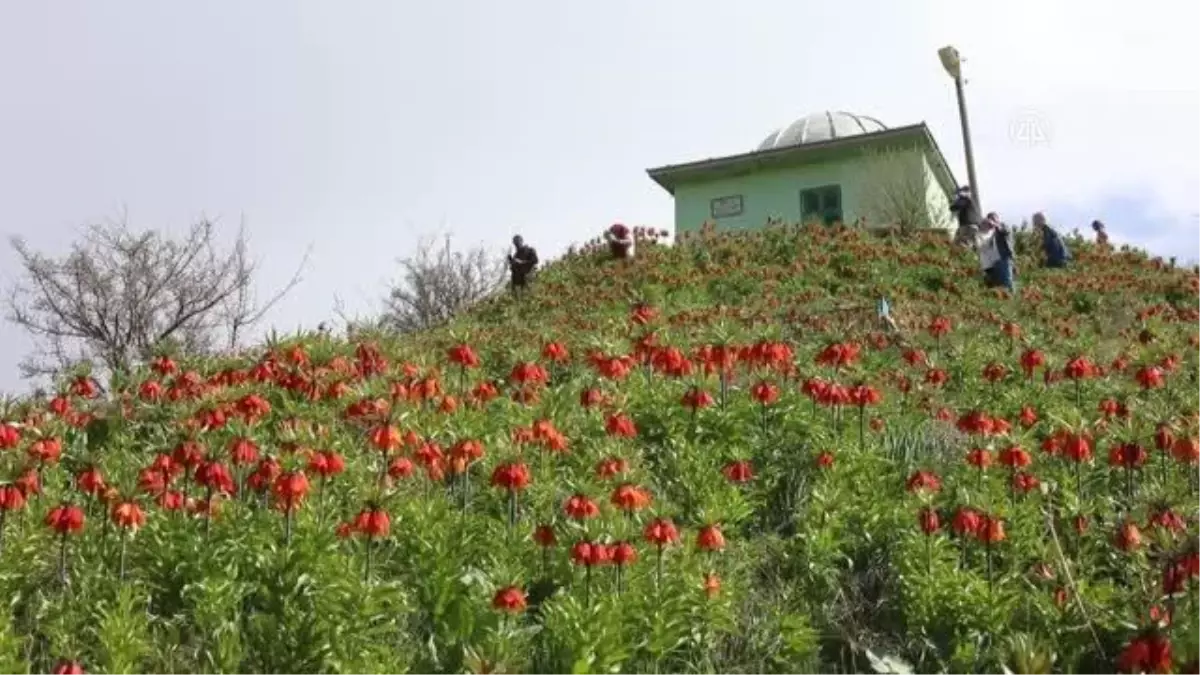 "Ağlayan gelin" Van\'da doğayı renklendirdi