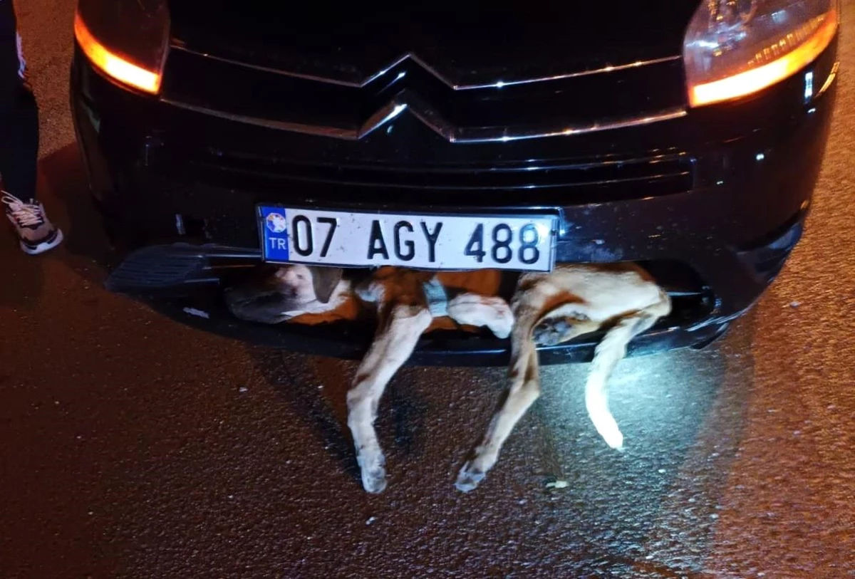 Otomobilin çarptığı köpek tampona sıkıştı