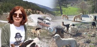 Bolu'da Terk Edilen 150'den Fazla Köpek Aç ve Susuz Halde Bulundu