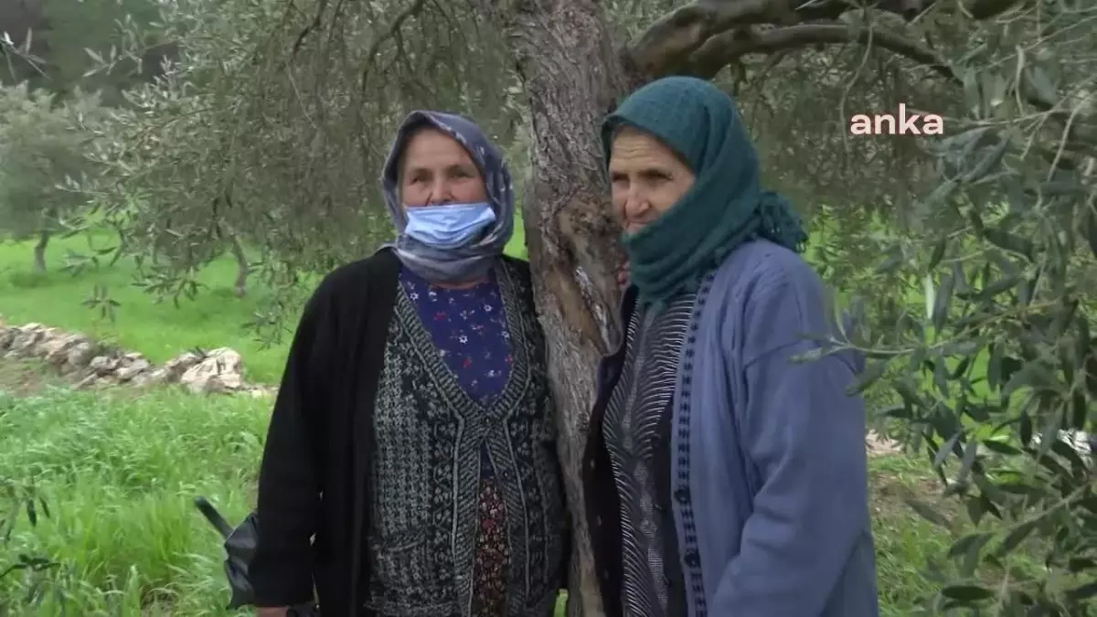 Danıştay\'ın Zeytin Kararının Ayrıntısı Belli Oldu: "Tahrip Olan Alanların Eski Haline Getirilmesi Mümkün Değil"