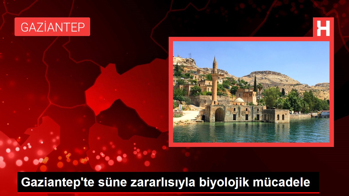 Gaziantep'te süne zararlısıyla biyolojik mücadele