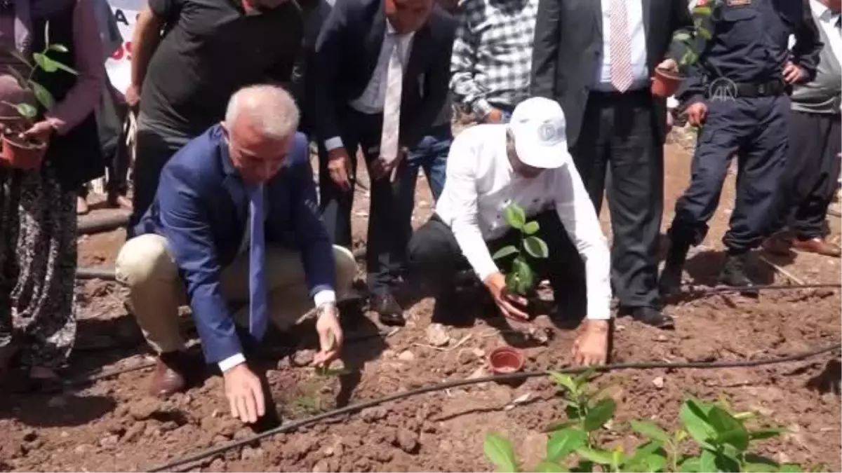 Kadın üreticiler aronya üretimine başladı